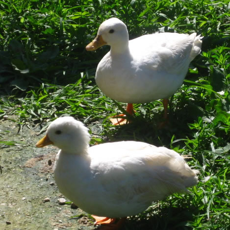 Ducks at Clarks Farm