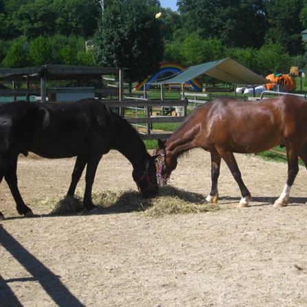 Horses and Ponies at Clarks Farm