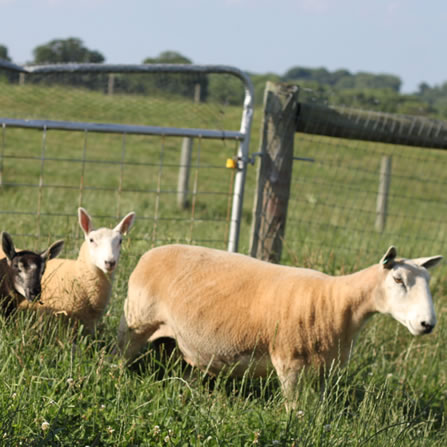 Sheep at Clarks Farm