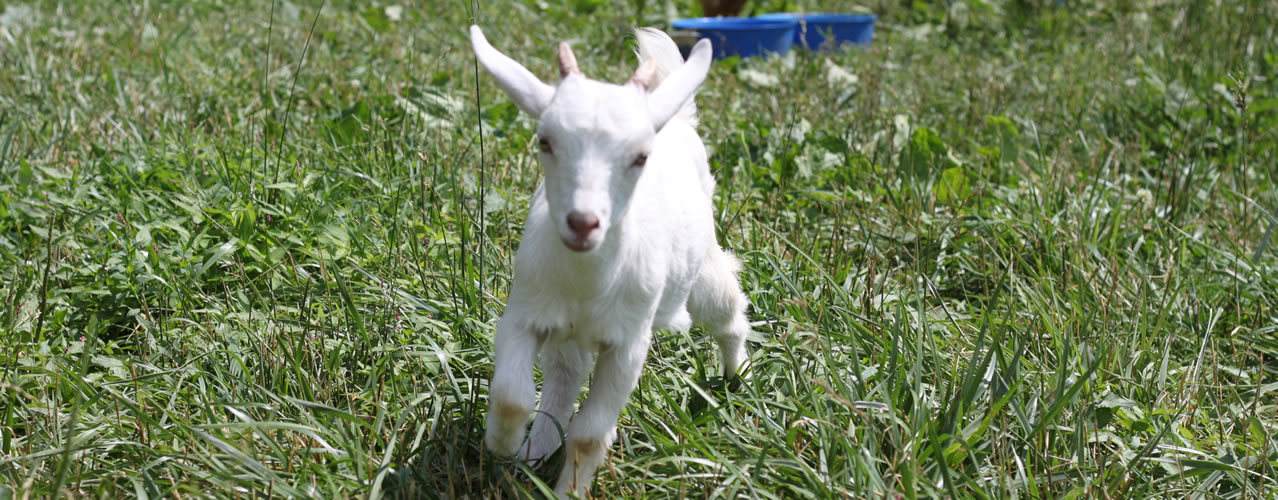 Goat running at the Petting Farm, Clarks Farm