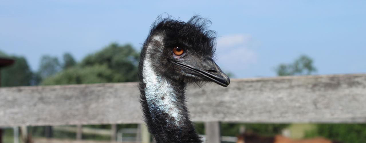 Emu on the farm